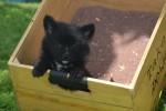Keeshond (reu) 84646