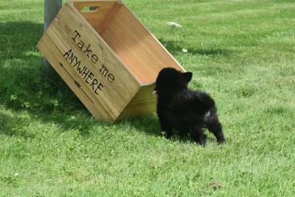 Keeshond (reu) 84646