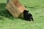 Keeshond (reu) 84646