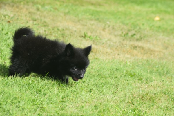 Keeshond (reu) 84646