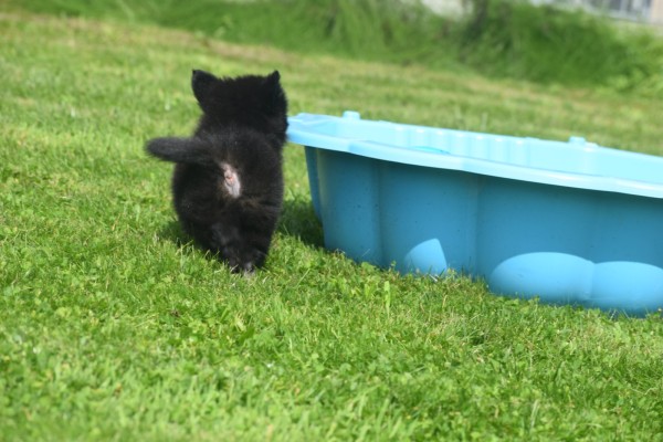 Keeshond (reu) 84646