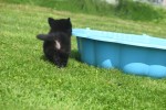 Keeshond (reu) 84646