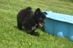 Keeshond (reu) 84646