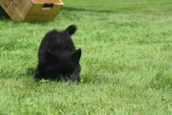 Keeshond (reu) 84646