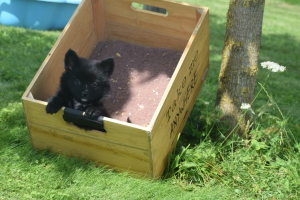 Keeshond (reu) 84646