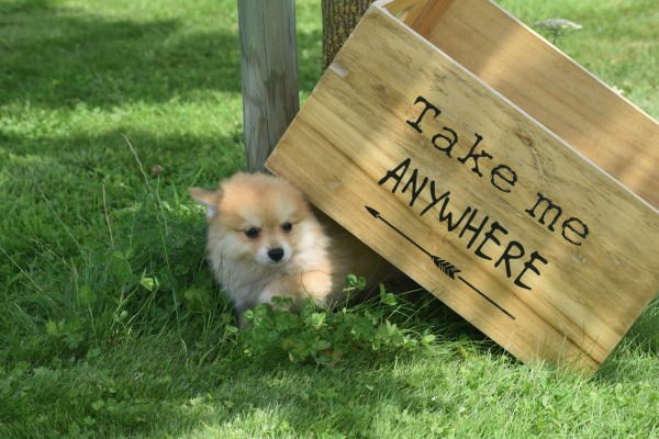 Keeshond (reu) 84925