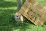 Keeshond (reu) 84925