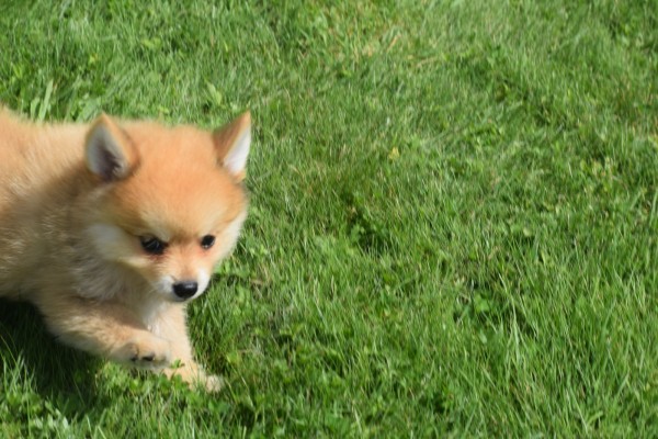 Keeshond (reu) 84925