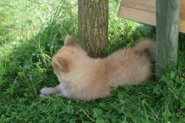 Keeshond (reu) 84925