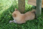 Keeshond (reu) 84925