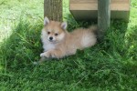 Keeshond (reu) 84925