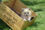 Keeshond (teef) 84626