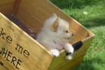 Keeshond (teef) 84626