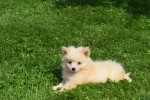Keeshond (teef) 84626
