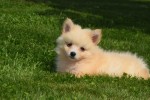 Keeshond (teef) 84626