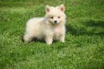 Keeshond (teef) 84626