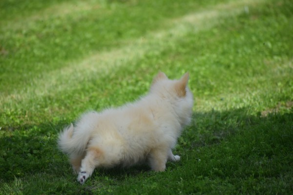 Keeshond (teef) 84626