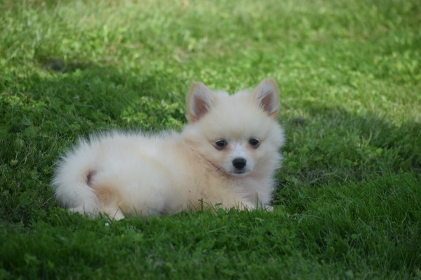 Keeshond (teef) 84626