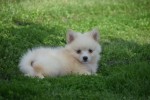 Keeshond (teef) 84626