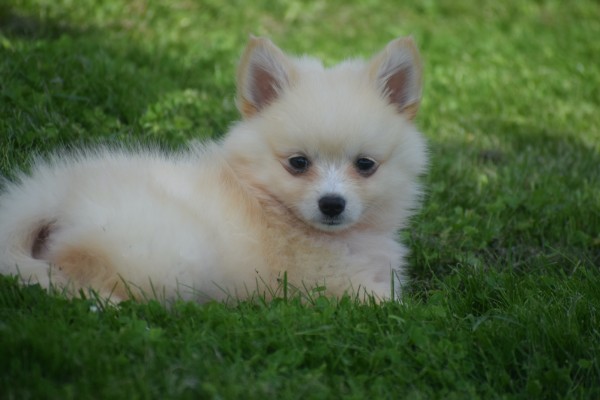 Keeshond (teef) 84626