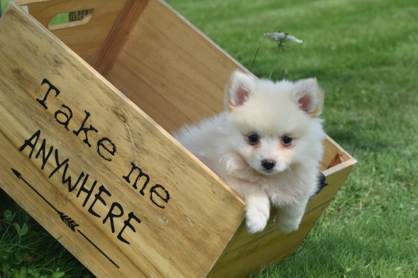 Keeshond (teef) 84641