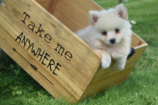 Keeshond (teef) 84641