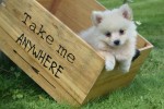 Keeshond (teef) 84641