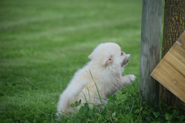 Keeshond (teef) 84641