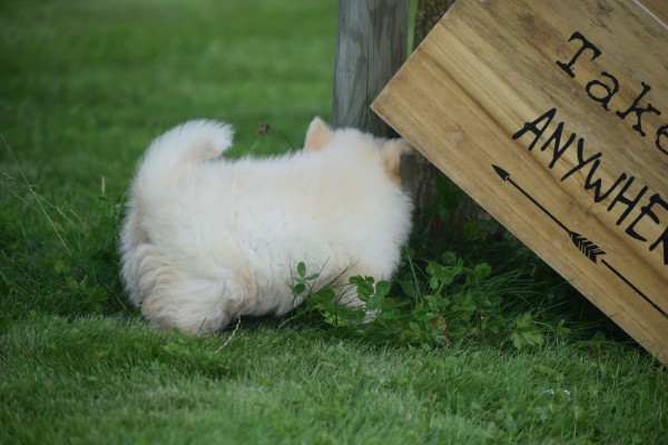 Keeshond (teef) 84641