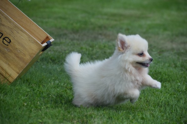 Keeshond (teef) 84641