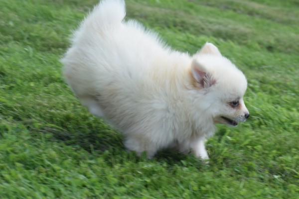 Keeshond (teef) 84641