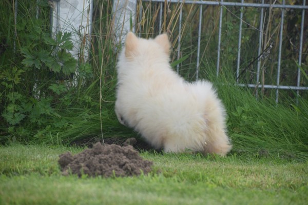 Keeshond (teef) 84641