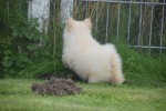 Keeshond (teef) 84641
