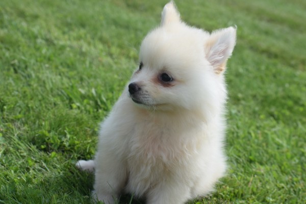 Keeshond (teef) 84641