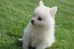 Keeshond (teef) 84641