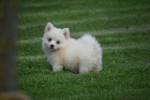 Keeshond (teef) 84641