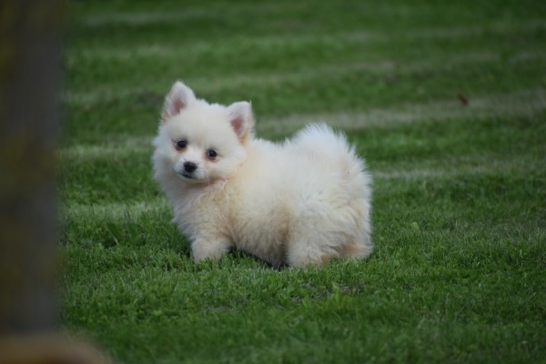 Keeshond (teef) 84641
