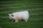 Keeshond (teef) 84641