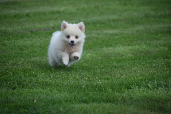 Keeshond (teef) 84641