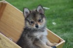 Keeshond (teef) 84690