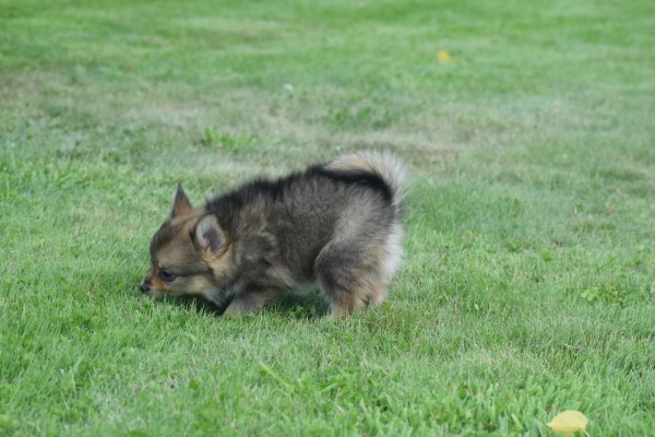 Keeshond (teef) 84690