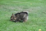 Keeshond (teef) 84690