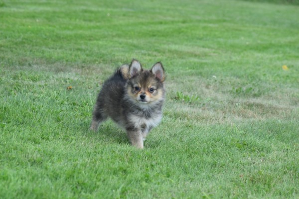 Keeshond (teef) 84690