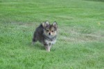 Keeshond (teef) 84690