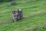 Keeshond (teef) 84690