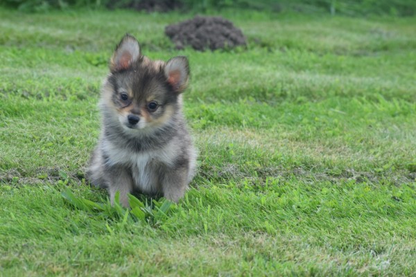 Keeshond (teef) 84690