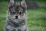 Keeshond (teef) 84690
