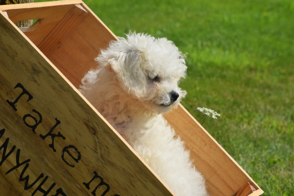 Bichon (reu) 85211