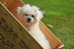 Bichon (reu) 85211