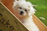 Bichon (reu) 85211